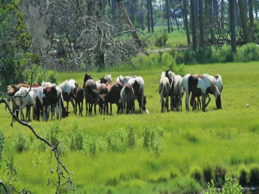 Assateague Island National Seashore