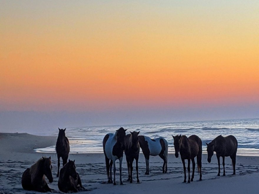 Assateague State Park