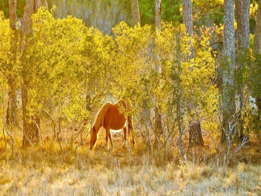 Assateague State Park