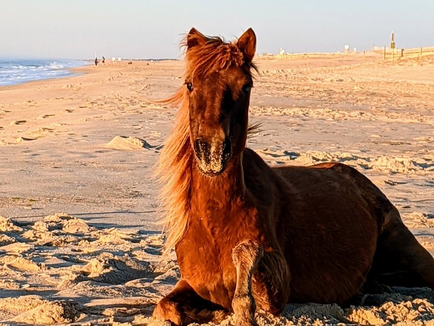 Assateague State Park