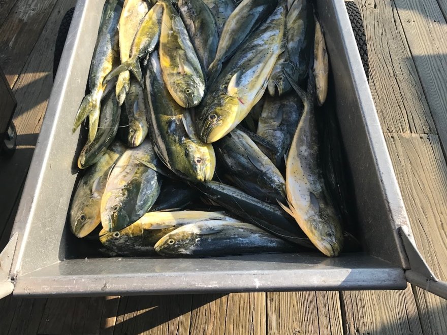 Spring Mix Charters