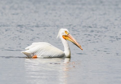 Birding Along Maryland’s Coast