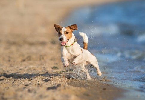 Things to Do With Dogs in OCMD